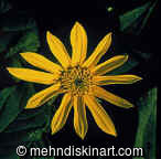 Jerusalem Artichoke Flower